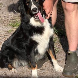 Cow - Black tri-color male Australian Shepherd puppy in Rose Hill, North Carolina from Motega Australian Shepherds