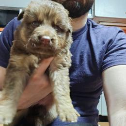 Yellow - Sable female German Shepherd puppy in Lebanon, Pennsylvania from East Coast k9's