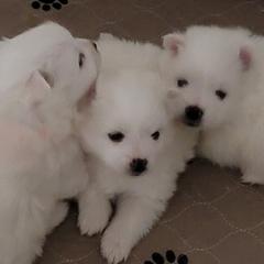 American Eskimo Dog Puppies from Diamond Storm Eskies