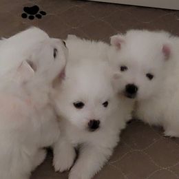American Eskimo Dog Puppies from Diamond Storm Eskies