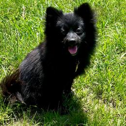 Panda - Pomeranian