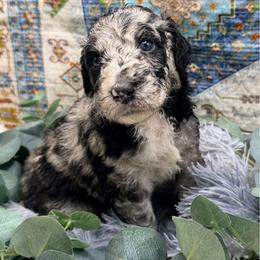 Salem - Blue merle female Aussiedoodle puppy in Taylor, Missouri from Pawsitively Doodles