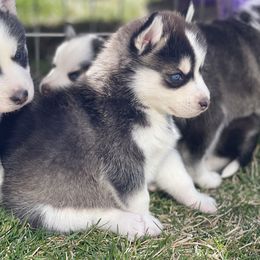 Chinese Crested and Pomsky Puppies from Willow Creek Cresteds