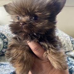 Shih Tzu, Shorkie, Yorkipoo, and Yorkshire Terrier Puppies from Little Rascal Ranch