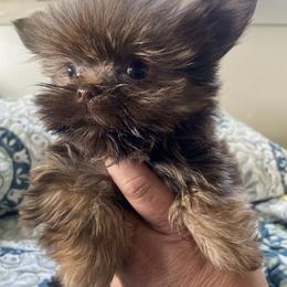 Shih Tzu, Shorkie, Yorkipoo, and Yorkshire Terrier Puppies from Little Rascal Ranch