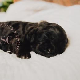 White girl - Brown and tan female Cockapoo puppy in Missoula, Montana from Big Sky Cockapoos