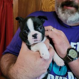 Boston Terrier and Boxer Puppies from Quinney’s Boxers and Boston Terriers