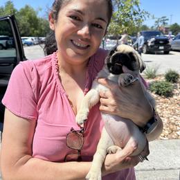 Pug Puppies from Pug Perfection Puppies