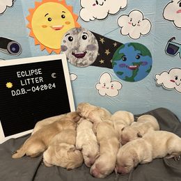 Golden Retriever Puppies from Ginn’s Golden Retrievers