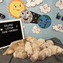Golden Retriever Puppies from Ginn’s Golden Retrievers