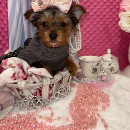 Yorkshire Terrier Puppies from Prims Puppies LLC