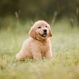 Golden Retriever Puppies from Stellar Acres Golden Retrievers