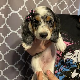 Dachshund Puppies from Dreaming of Dachshunds