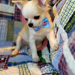 Ralph - Sable spotted white male Chihuahua puppy in Cape Coral, Florida from Inspired Chihuahuas