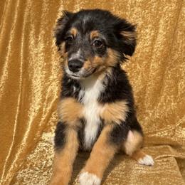 Aladdin - Black tri male Miniature Australian Shepherd puppy in Tecumseh, Oklahoma from Ashley's Aussies, LLC