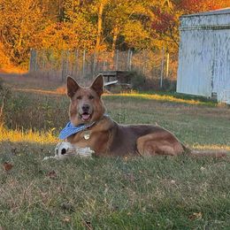 Lavey - German Shepherd