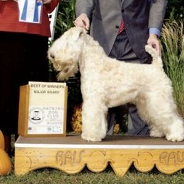 Soft Coated Wheaten Terriers from Karen Mueller's Soft Coated Wheaten Terriers