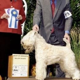 Soft Coated Wheaten Terriers from Karen Mueller's Soft Coated Wheaten Terriers