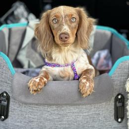 Duchess Rose - Dachshund