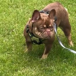 Coco - French Bulldog