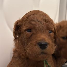 Green - Red  male Poodle puppy in Keedysville, Maryland from Sunshine Red Standard Poodles