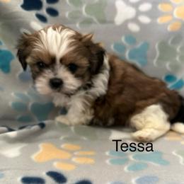 Tessa - Gold and white female Shih Tzu puppy in Jasper, Indiana from Jacob’s Spoiled Shih Tzu