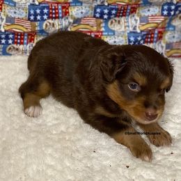 Miniature Australian Shepherd and Toy Australian Shepherd Puppies from Small World Aussies