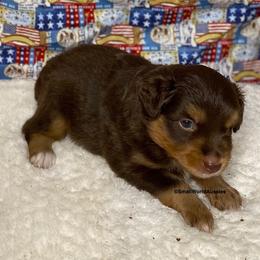 Miniature Australian Shepherd and Toy Australian Shepherd Puppies from Small World Aussies