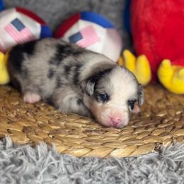 Cyrus - Blue merle male Miniature Australian Shepherd puppy in California from Eagle River Aussies