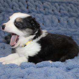 Australian Shepherd Puppies from Crofford’s Pretty Pups