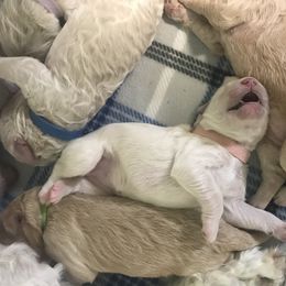 Goldendoodle, Schnoodle, and Sheepadoodle Puppies from Dood Ranch