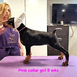 Girl 1 - female Doberman Pinscher puppy in Suffolk County, New York from Kalora Dobermans