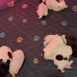 German Shorthaired Pointer Puppies from Mill Creek GSP