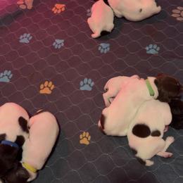 German Shorthaired Pointer Puppies from Mill Creek GSP
