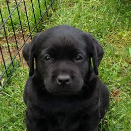 Labrador Retrievers from Mykiss Labradors