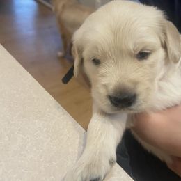Golden Retriever Puppies from Goldens