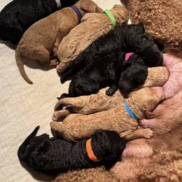Apricot Puppy - Apricot male Poodle puppy in Mondovi, Wisconsin from Araeah's Red Standard Poodles