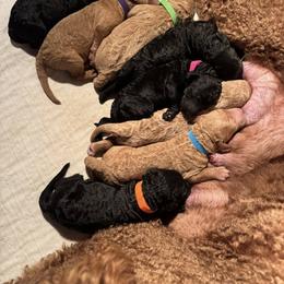 Apricot Puppy - Apricot male Poodle puppy in Mondovi, Wisconsin from Araeah's Red Standard Poodles