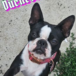 Duchess - Boston Terrier