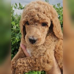Lime Collar - Apricot female Poodle puppy in El Paso, Texas from Paws Of Beauty