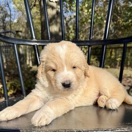 Hawkeye - Red male Pyredoodle puppy in Bowling Green, Ohio from FDF Pyredoodles & Bernedoodles