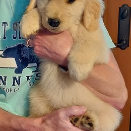 Golden Retriever Puppies from Falkinburg Goldens