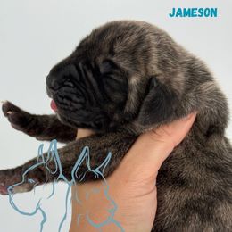 Jameson - Brindle male Great Dane puppy in Michigan from Ohana Great Danes of Michigan