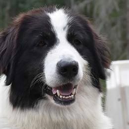Tornjaks from Bear Cub Kennels