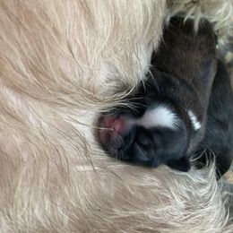 Girl 1 - Tricolor female Shih Tzu puppy in Manahawkin, New Jersey from Lilly’s Seashore Shih Tzus