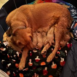 Golden Retriever puppies from MyKy Puppies