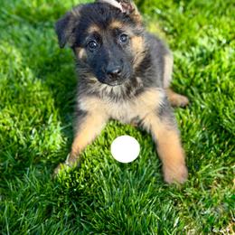Fortis - Black and red female German Shepherd puppy in Medical Lake, Washington from Nine Realms German Shepherds