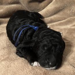 Golden Mountain Doodle Puppies from Home Grown Doodles