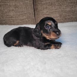 Bruce - Black and cream male Dachshund puppy in Modesto, California from Cabrera Family Kennels