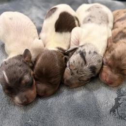 Valor - Dapple male Dachshund puppy in Mesquite, Texas from 208 Dox Dynasty